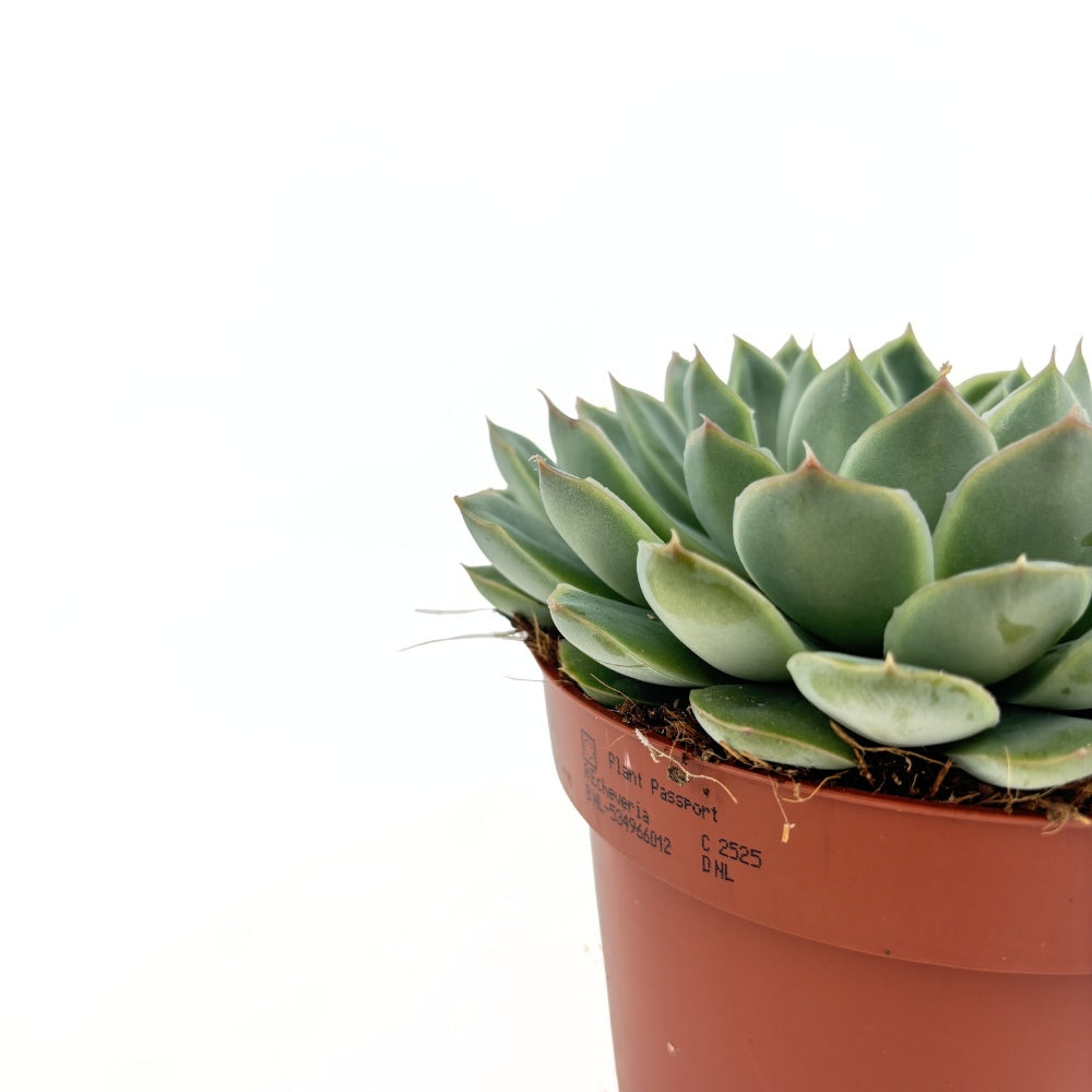 Pozsgás (Echeveria) 'Sky Pearl' – gyöngyházfényű ezüst levelű beltéri dísznövény