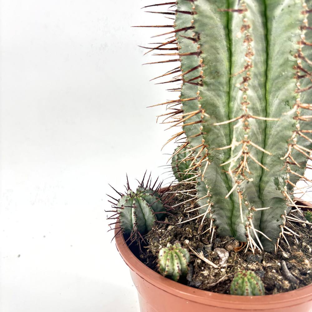 Euphorbia Horrida – látványos egzotikus szobanövény, lassú növekedés, 40 cm