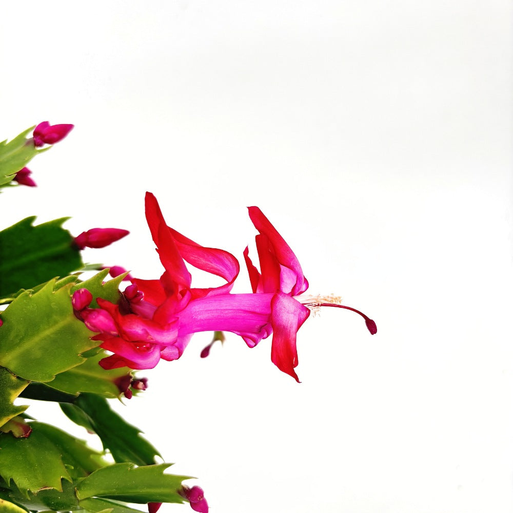 Karácsonyi kaktusz (Schlumbergera) – télen pompázó rózsaszín virágokkal, 20–30 cm