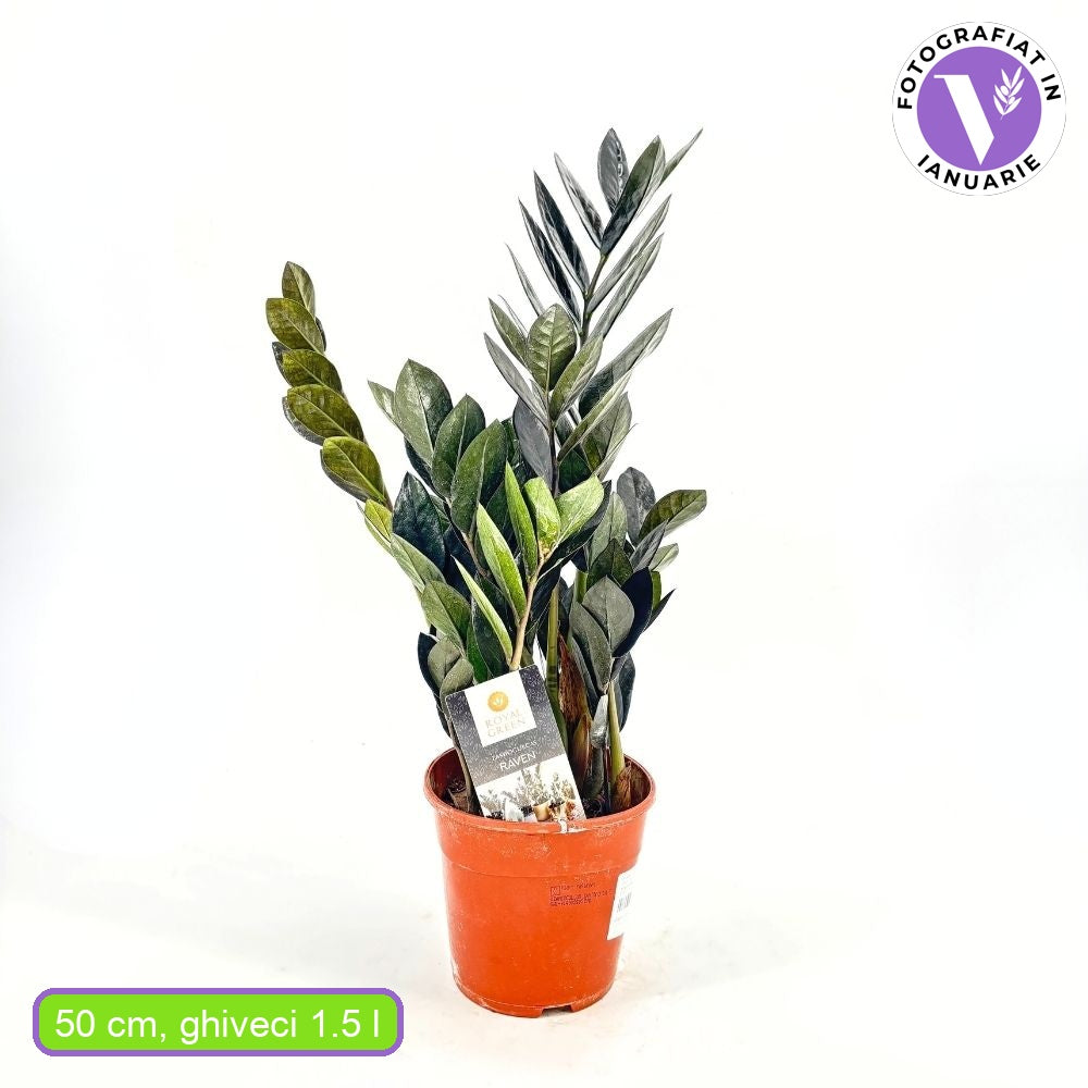 Planta Norocului (Zamioculcas Zamiifolia) Raven, 3 tulpini/ghiveci, planta de apartament cu frunze negre lucioase, rezistenta umbra, udare rara - 50 cm