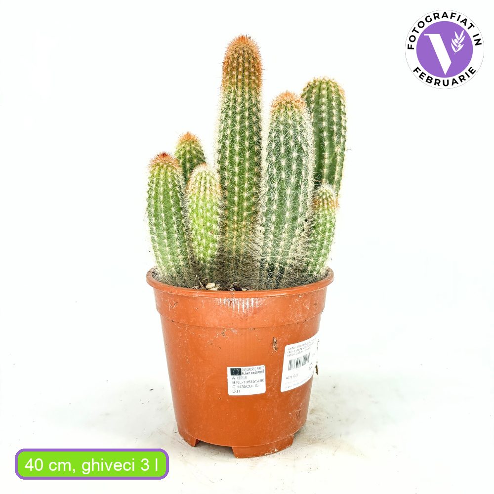 Pilosocereus Gounellei – kék oszlopos kaktusz, egzotikus pozsgás szobanövény – 40 cm