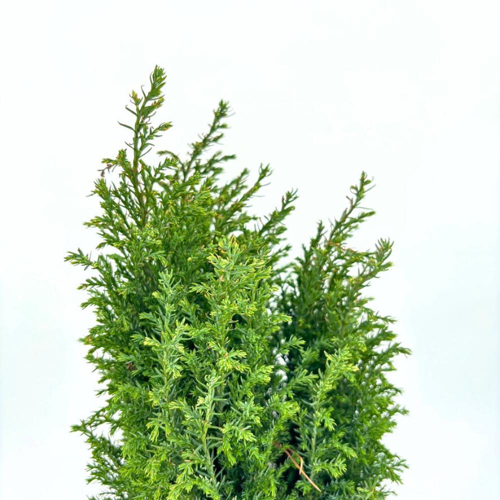 Chiparos Pitic alb-argintiu Ellwoods'S Snow White, conifer decorativ, vesnic verde, varfuri alb-argintii, port conic
