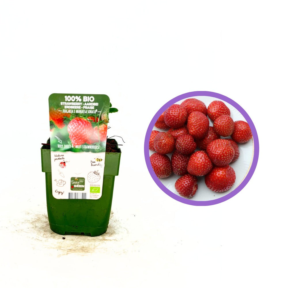 Szamóca (Fragaria × ananassa) Sonata, bőtermő fajta nagy, édes gyümölcsökkel, kertbe, 1. évtől termő