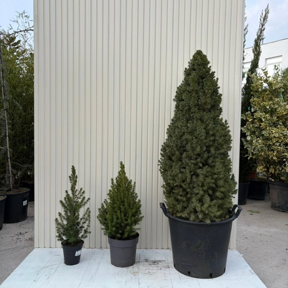 Törpe lucfenyő Conica Perfecta (Picea glauca), finom textúrájú, kúpos formájú, kis méretű karácsonyfa