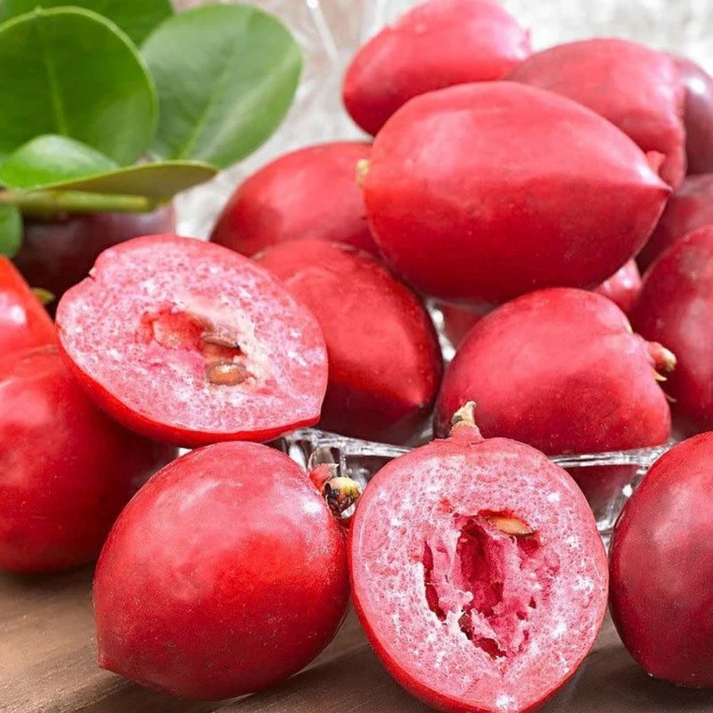 Natali szilva (Carissa grandiflora) cserépben, egzotikus örökzöld piros, édes-savanykás termésekkel, eperre emlékeztető aromával és illatos virágokkal