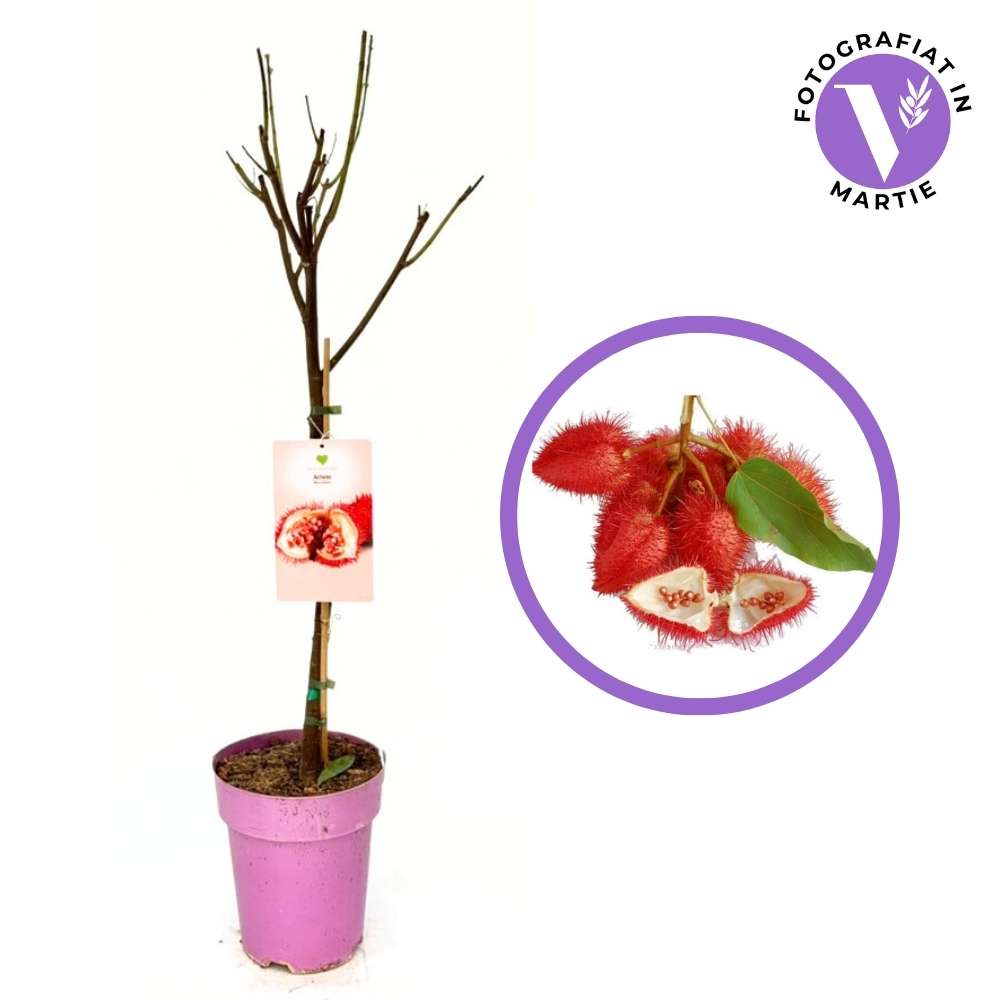 Achiote (Bixa orellana) – trópusi dísz- és fűszernövény annatto természetes festékkel