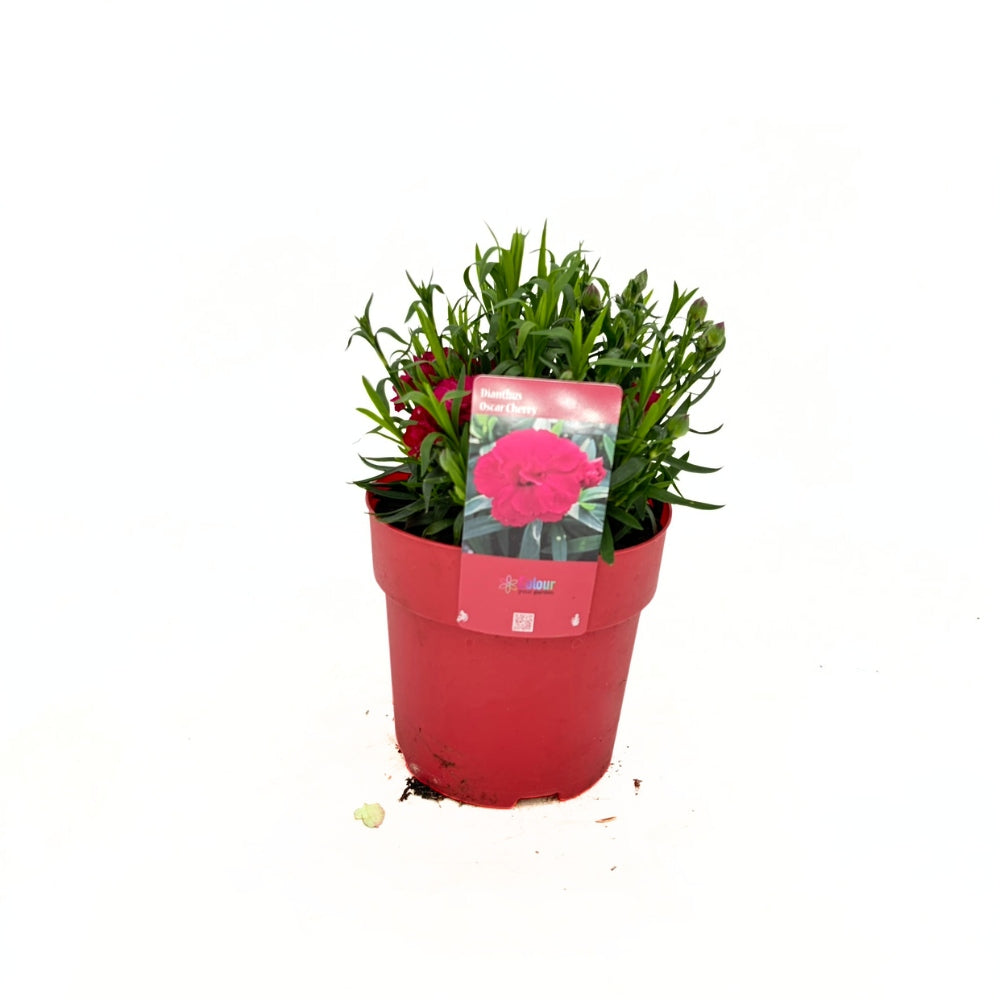 Szegfű Oscar Cherry, illatos évelő, cseresznyepiros virágokkal, 15-20 cm, napos helyre, fagytűrő
