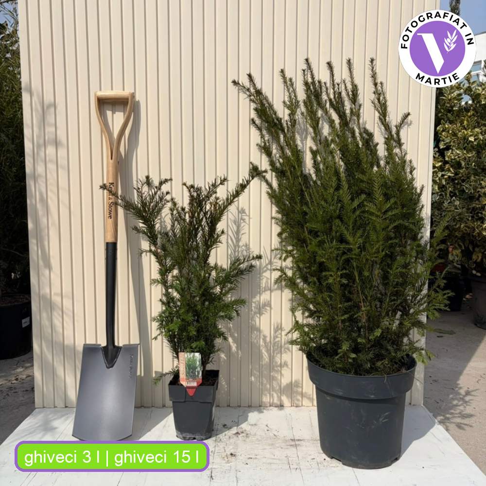 Tiszafa Groenland (Taxus Baccata), örökzöld, kompakt, ellenálló, ideális sövénynek, dekoratív piros termésekkel