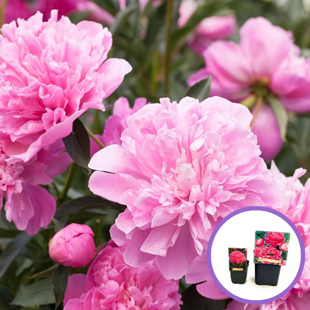 Illatos rózsaszín bazsarózsa Edulis Superba – Paeonia lactiflora, nagy telt virágok, évelő kerti növény, tavaszi virágzás, dekoratív és könnyen nevelhető