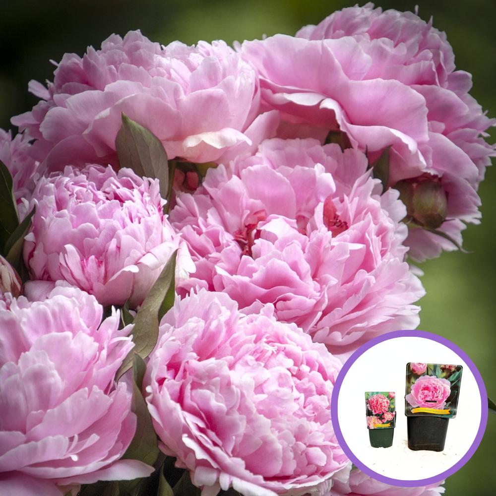 Rózsaszín bazsarózsa Sarah Bernhardt (Paeonia), illatos nagy virágok, látványos dísznövény