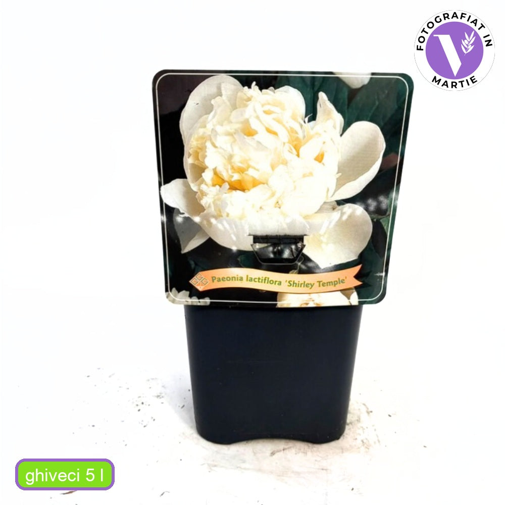 Fehér bazsarózsa Shirley Temple (Paeonia), halvány rózsaszín-fehér virágok, intenzív illat