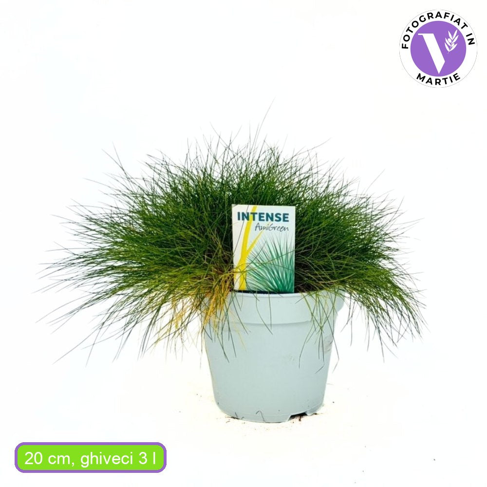 Medvebundafű Pic Carlit (Festuca gautieri), alacsony díszfű tömött zöld lombbal, sziklakertbe és szegélyekbe