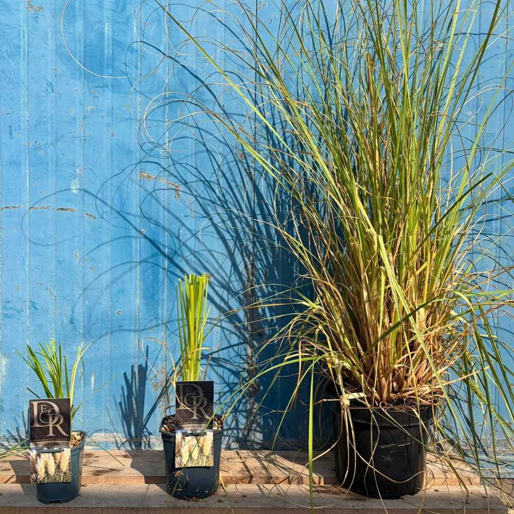 Fehér pampafű Selloana (Cortaderia), nagy fehér tollas virágzat, nagyon magas növény, gyors növekedés