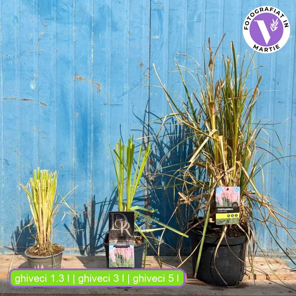 Rózsaszín pampafű Rosea (Cortaderia), nagy rózsaszín tollas virágzat, nagyon magas növény, gyors növekedés