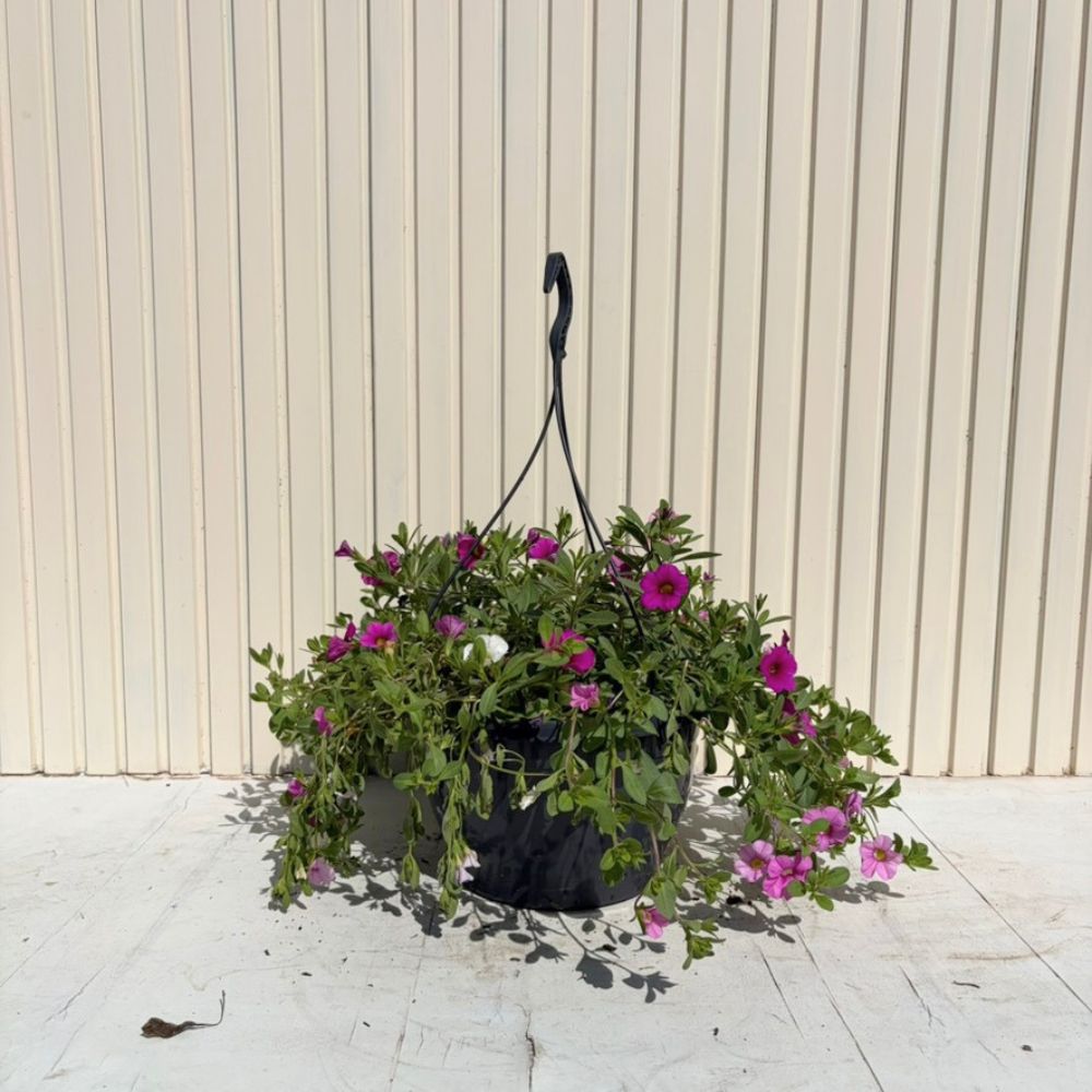 Calibrachoa Triobells – sárga, piros és lila virágú csüngő petúnia