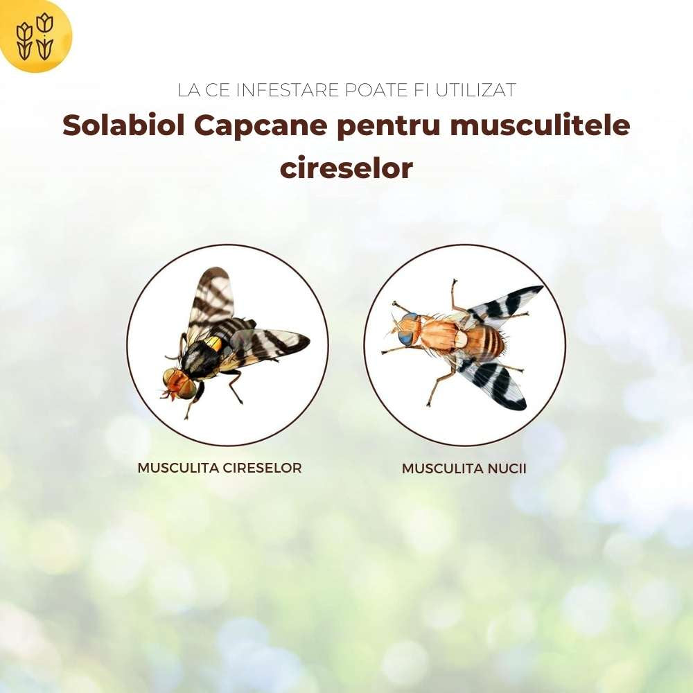 Capcane cu feromoni SOLABIOL pentru musca ciresei si musca nucului, 5 buc, lipici rezistent la apa, fara insecticide