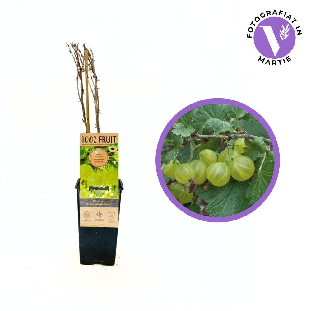 Zöld egres Hinnonmäki Green (Ribes uva-crispa) – zöldes, édes-savanykás terméssel, 2 évesen termőre forduló