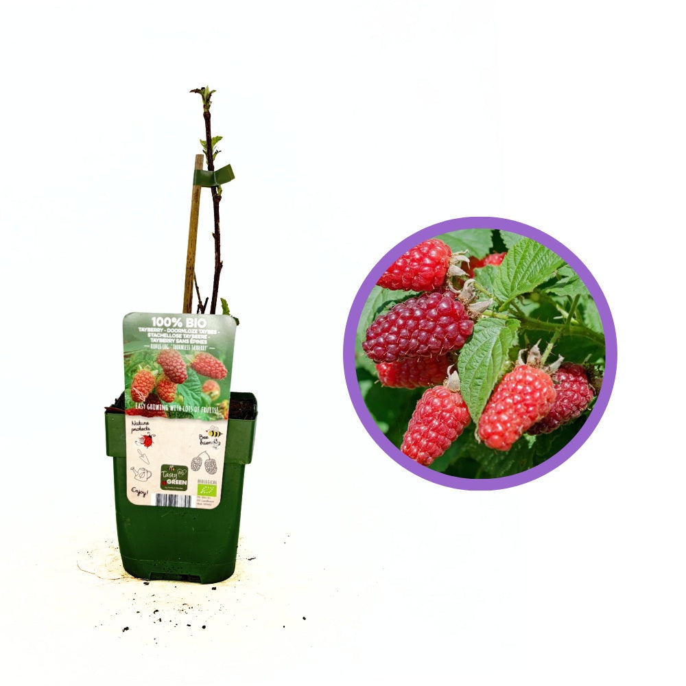 Tayberry (szeder–málna hibrid), nagy, aromás termésekkel, futtatást igénylő bogyós növény
