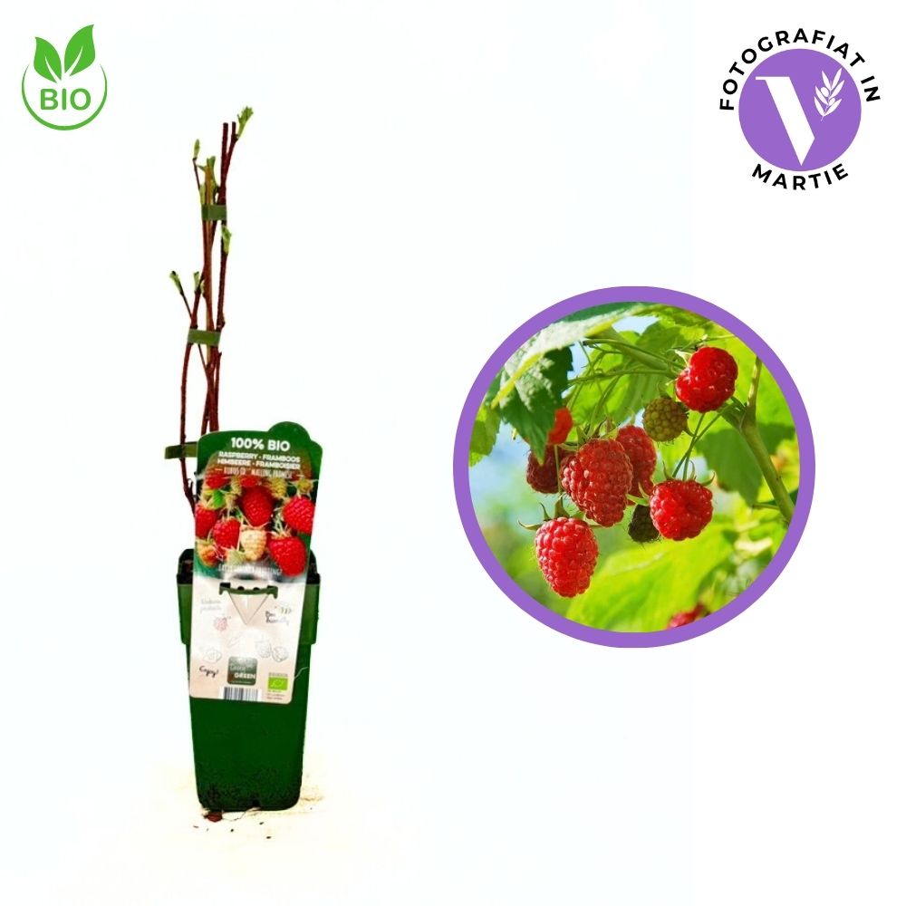 Korai málna (Rubus idaeus) Malling Promise, bőtermő és aromás, BIO termék