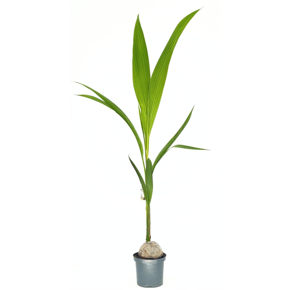 Kókuszpálma (Cocos nucifera) – egzotikus trópusi szobanövény ívelt levelekkel – 160 cm