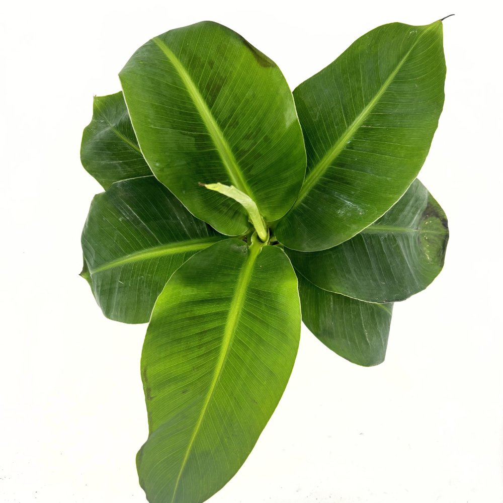 Banán (Musa Tropicana), 45 cm – nagy, vibráló trópusi levelek egzotikus enteriőrbe