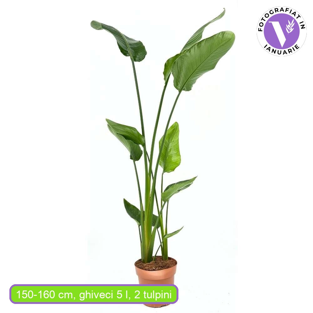 Strelitzia Nicolai, 180 cm, Pasarea alba a paradisului, planta exotica mare cu frunze uriase tropicale decorative pentru interior