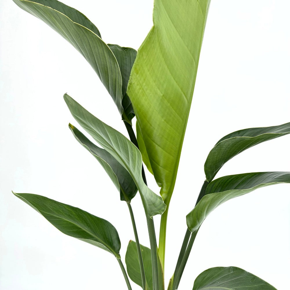 Óriás paradicsommadár-virág Strelitzia nicolai – hatalmas trópusi levelekkel, beltéri dísznövény