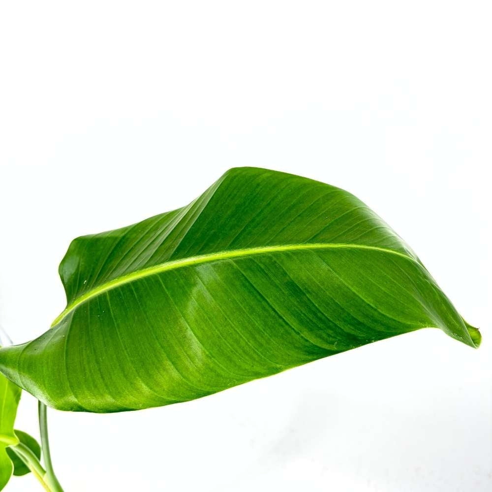 Strelitzia Nicolai, 180 cm, Pasarea alba a paradisului, planta exotica mare cu frunze uriase tropicale decorative pentru interior