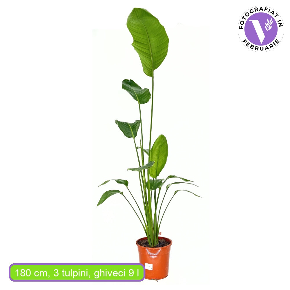 Óriás paradicsommadár-virág – Strelitzia nicolai – impozáns trópusi szobanövény 180 cm