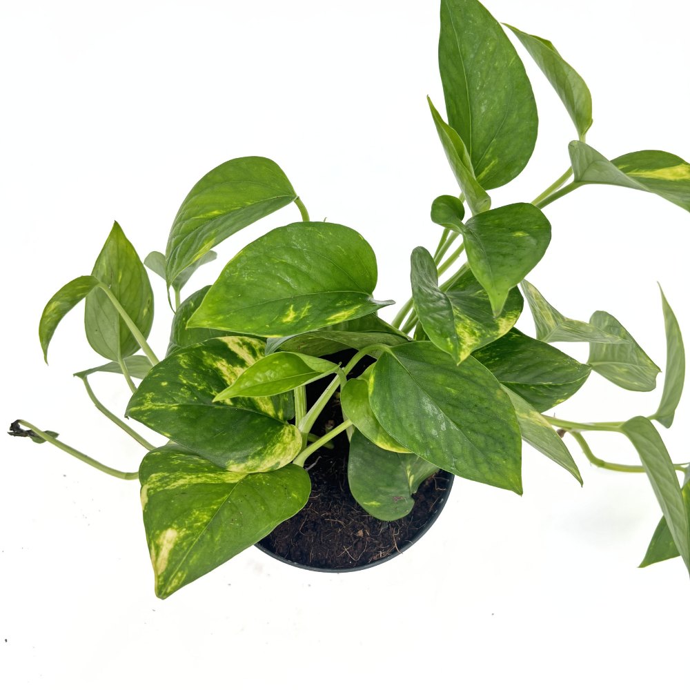 Ördögborostyán Epipremnum Aureum – 20-25 cm, csüngő szobanövény tarka zöld-sárga levelekkel