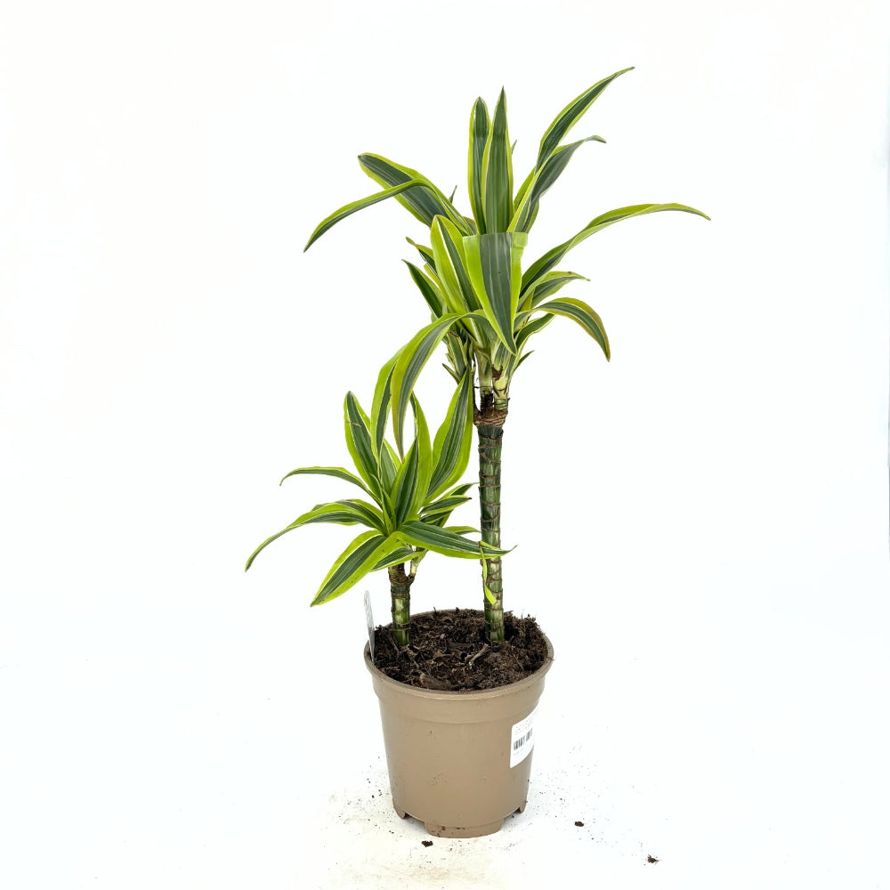 Szerencsefa (Dracaena) 'Lemon Lime' – élénk sárga szegélyű levelekkel, 70–75 cm