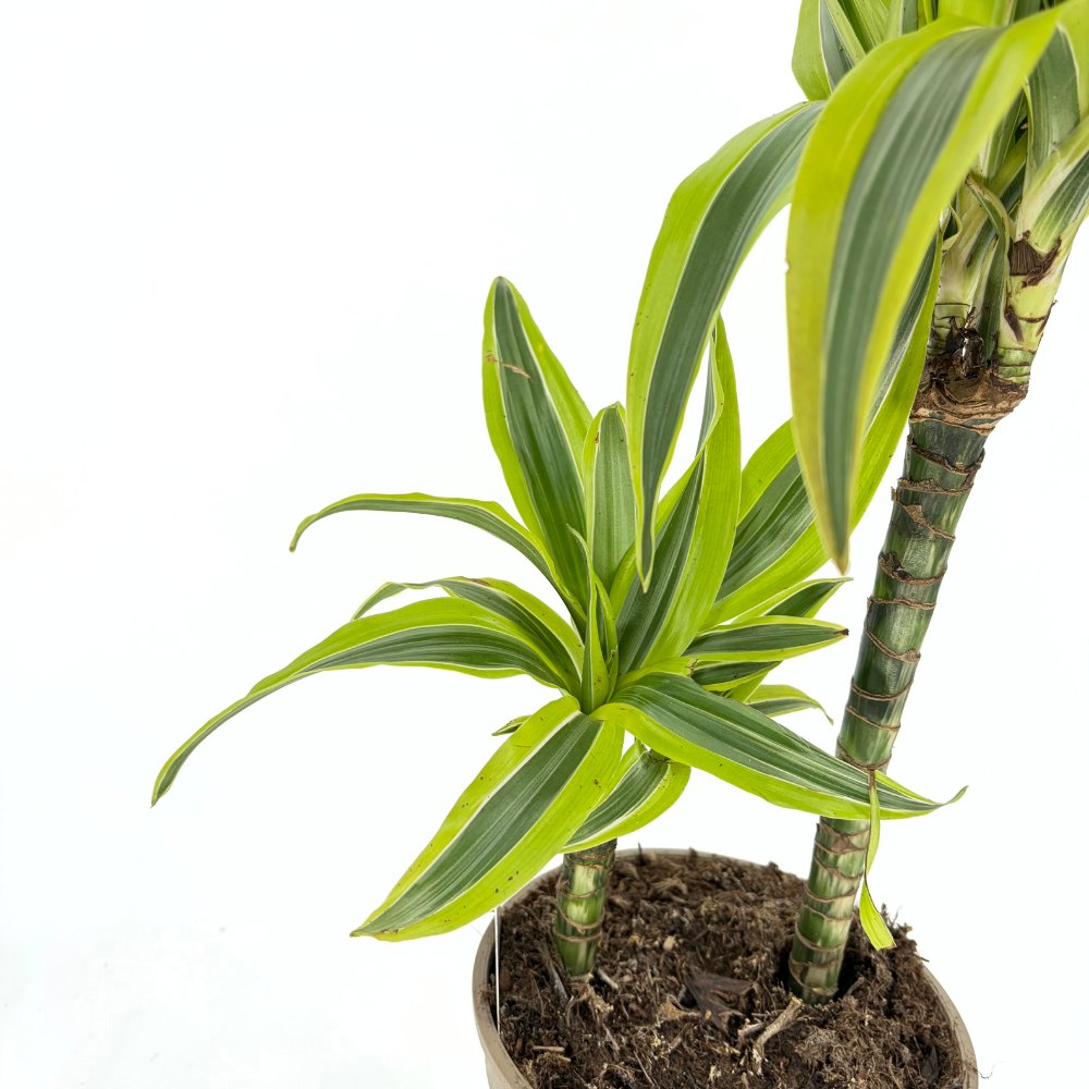 Szerencsefa (Dracaena) 'Lemon Lime' – élénk sárga szegélyű levelekkel, 70–75 cm