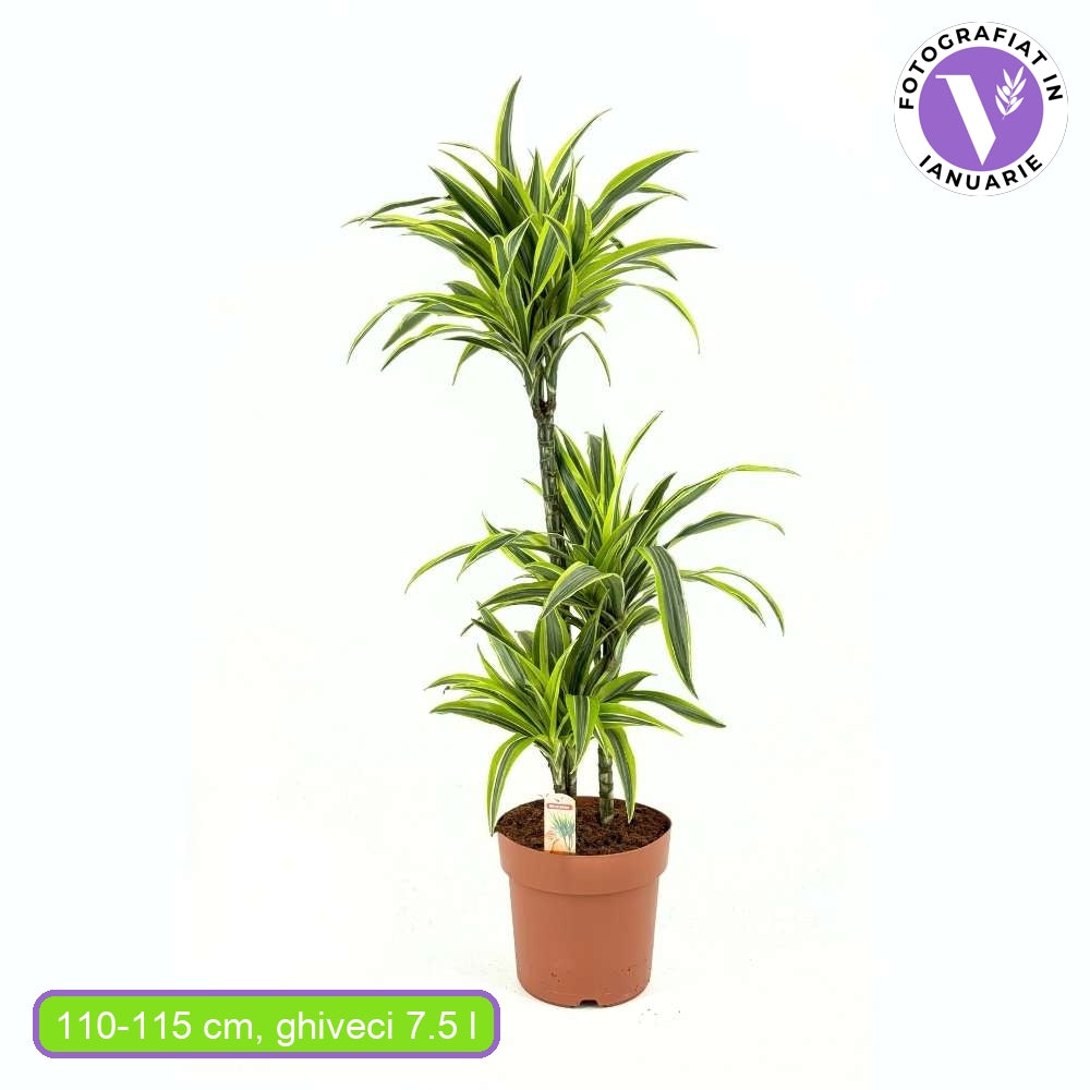 Trunchiul Fericirii (Dracena) Lemon Lime, planta de apartament decorativa cu frunze verzi galbene, 3 Tulpini - 110/115 cm