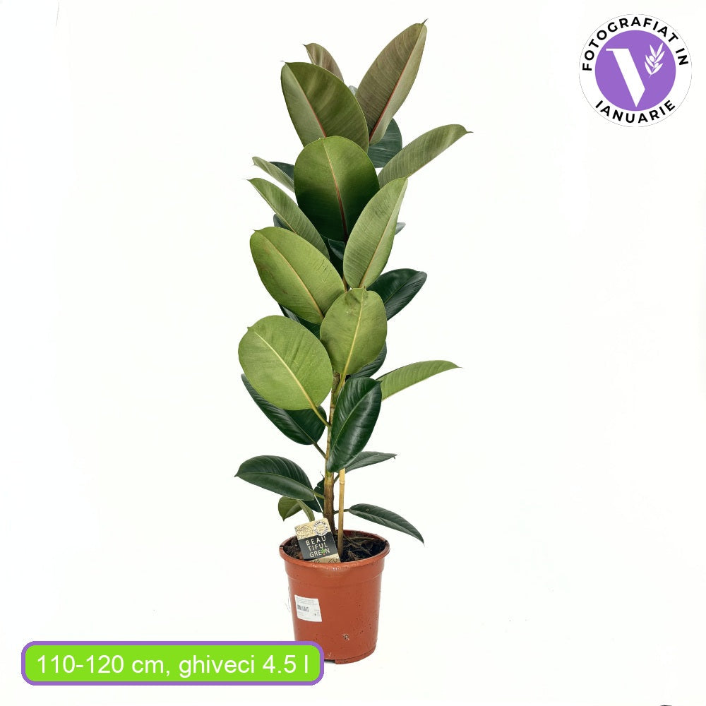 Gumifa (Ficus Elastica 'Robusta'), 110–120 cm – nagy, fényes levelű, könnyen gondozható légtisztító szobanövény