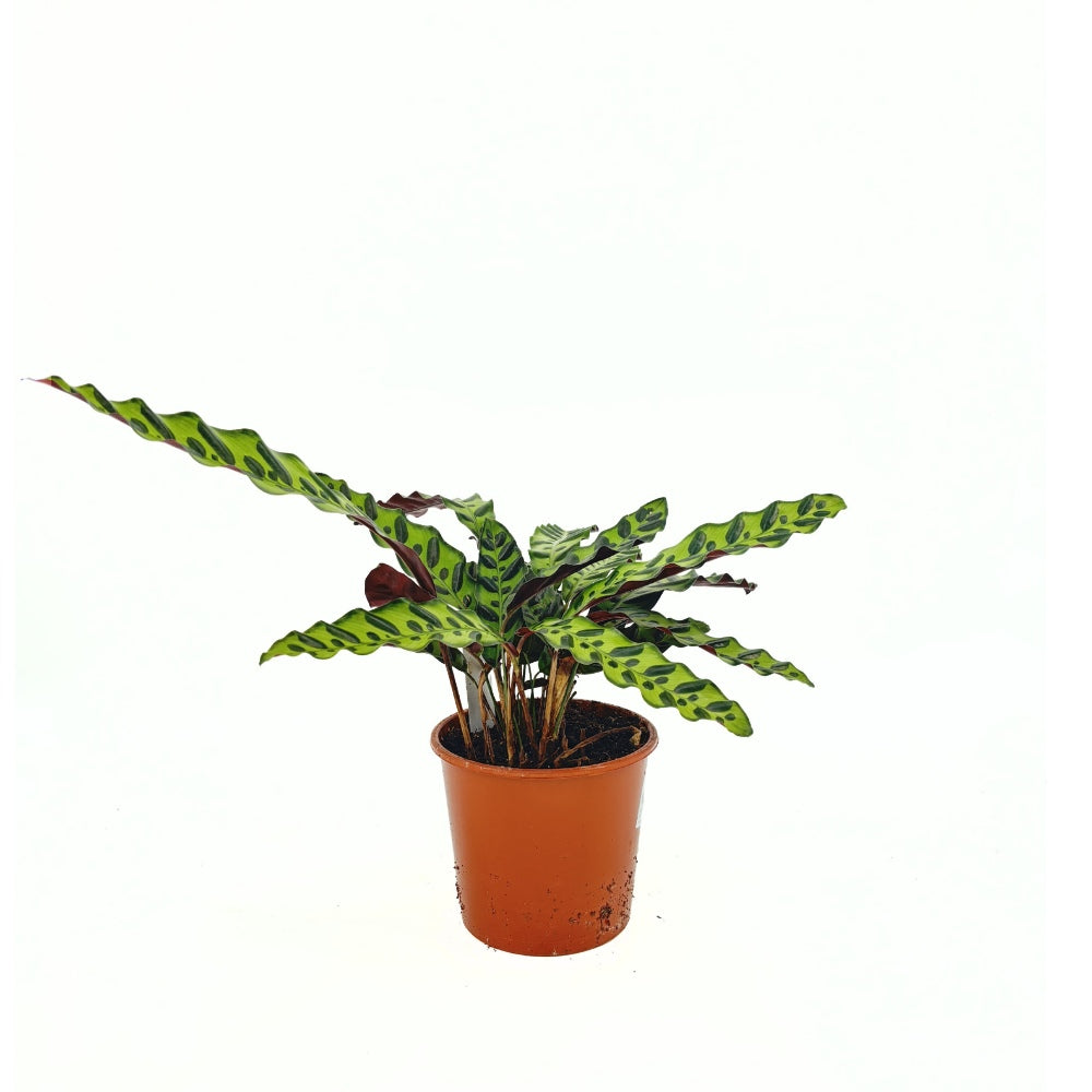 Imádság-növény Calathea Insignis (Lancifolia), 50 cm – egzotikus mintás, hullámzó levelek