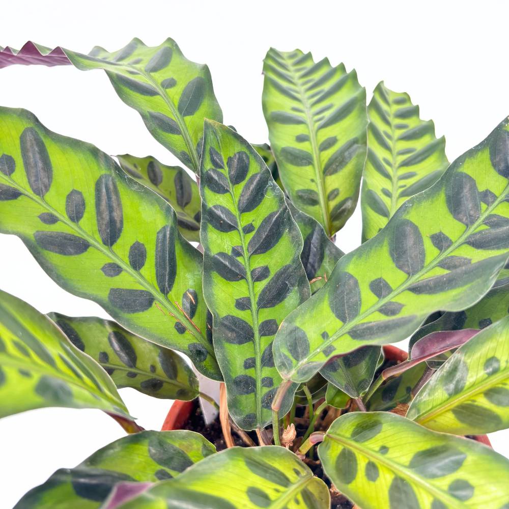 Imádság-növény Calathea Insignis (Lancifolia), 50 cm – egzotikus mintás, hullámzó levelek