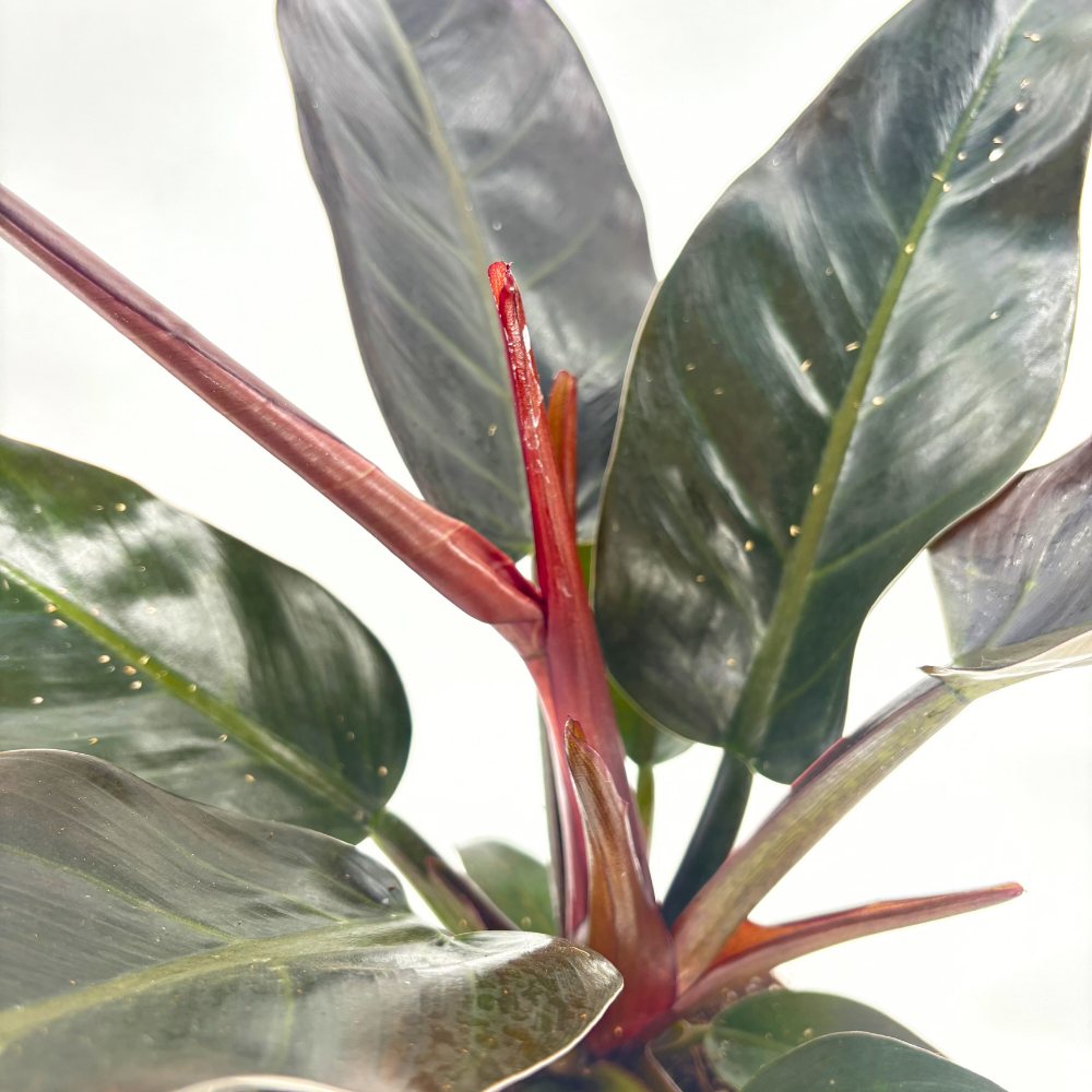 Philodendron 'Imperial Red' – látványos, nagy bordóvörös levelű trópusi szobanövény