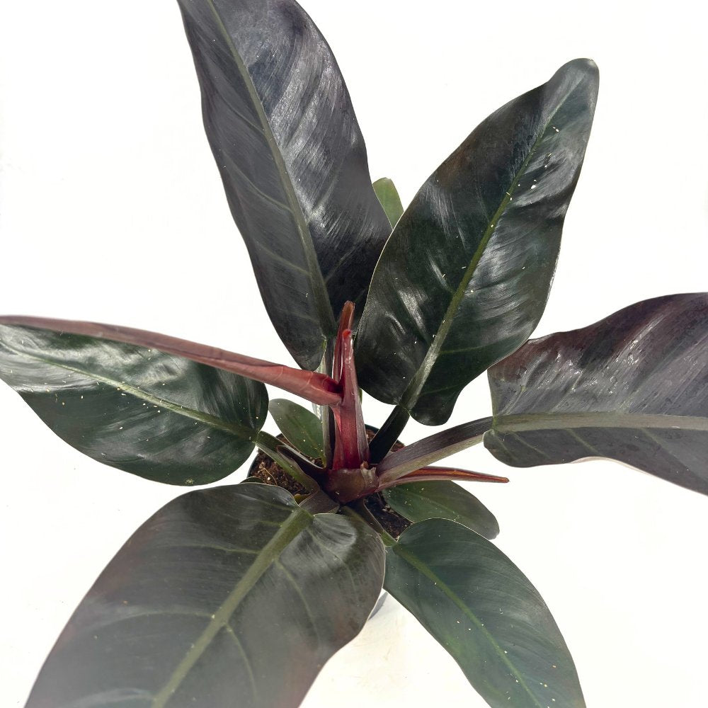 Philodendron 'Imperial Red' – látványos, nagy bordóvörös levelű trópusi szobanövény