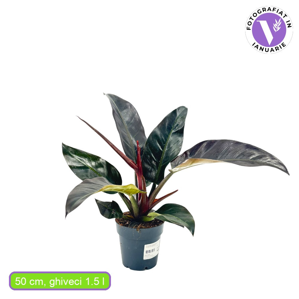 Philodendron 'Imperial Red' – látványos, nagy bordóvörös levelű trópusi szobanövény