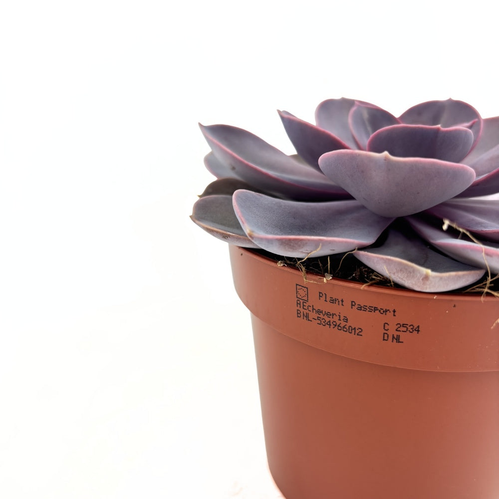 Pozsgás 'Purple Pearl' – gyöngyházfényű lila rozettás szobanövény