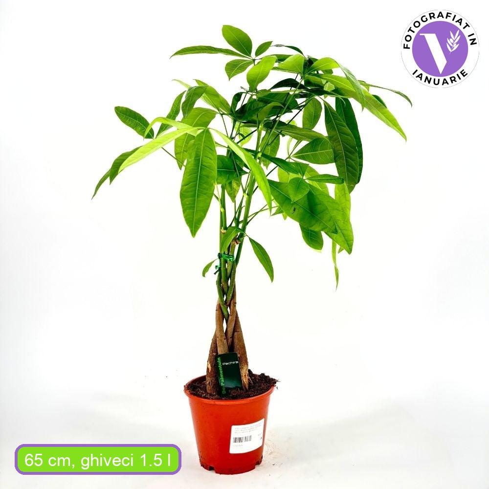 Arborele Banilor (Pachira Aquatica), 65-70 cm cu tulpina Impletita, planta de interior norocoasa, purificatoare de aer - 60 cm