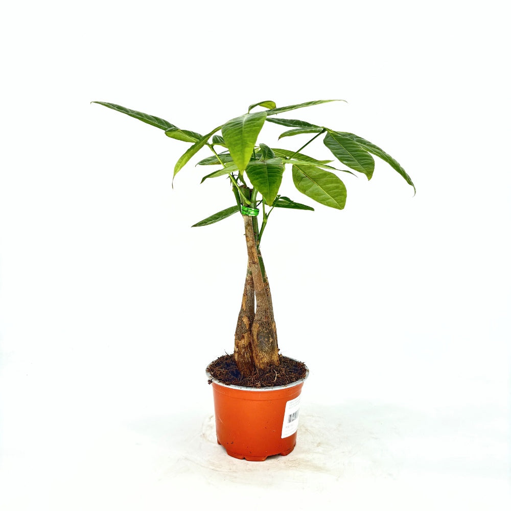 Pénzfa (Pachira Aquatica) – 35 cm, 3 vastag, fonott törzzsel, szerencsehozó légtisztító szobanövény