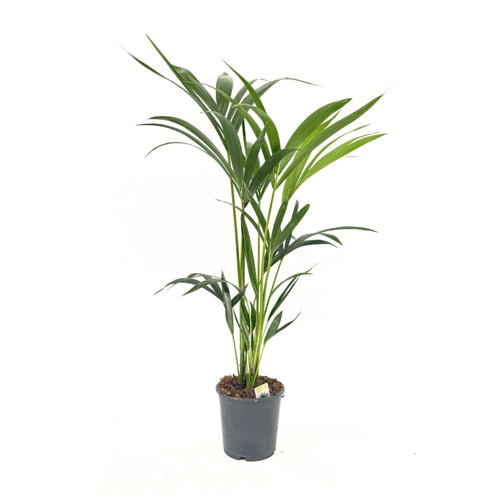 Kentia pálma (Howea forsteriana), 100 cm – elegáns, levegőtisztító szobanövény