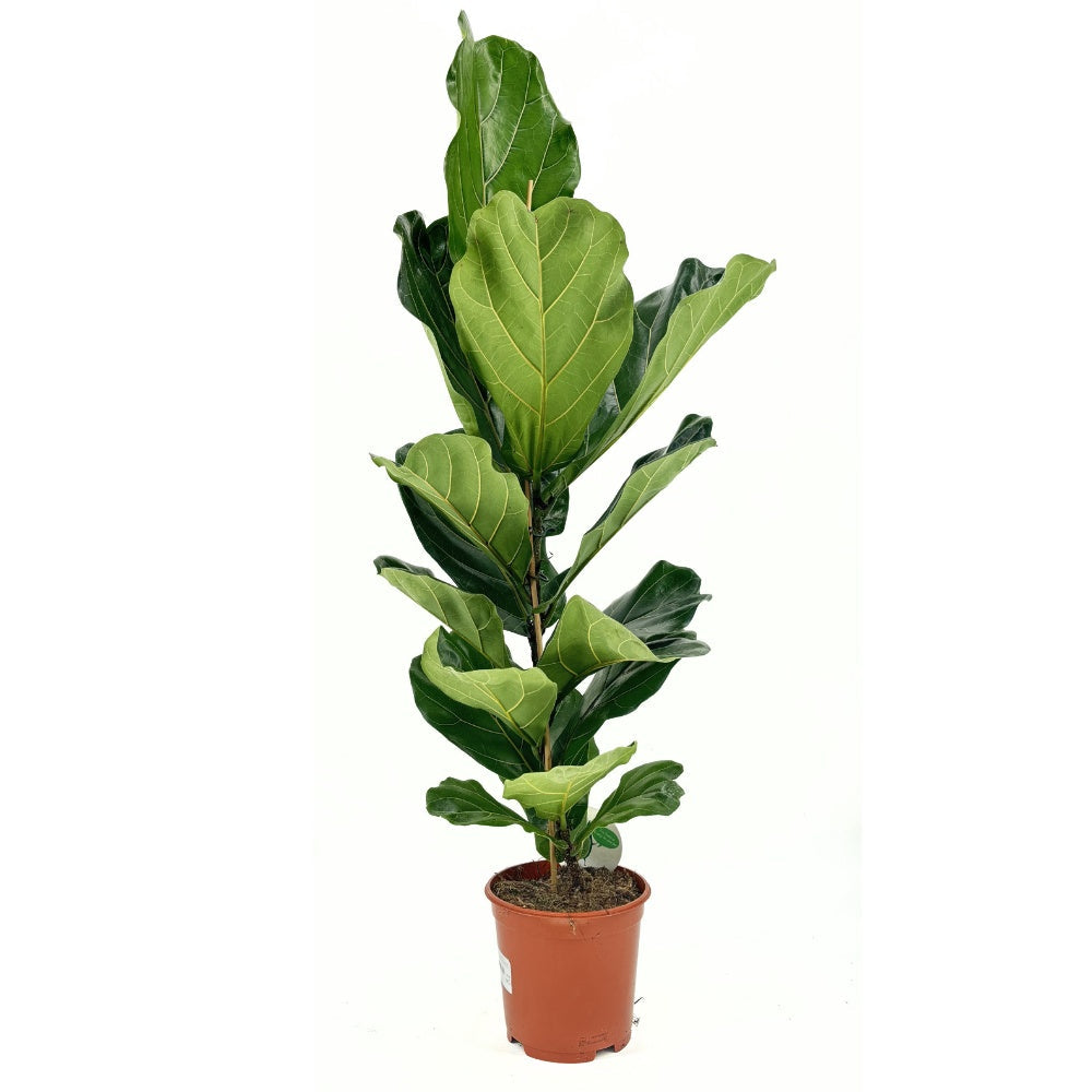 Hegedűs levelű fikusz (Ficus lyrata) – látványos szobanövény 140 cm