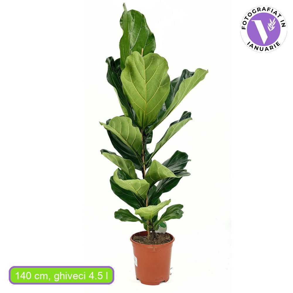 Hegedűs levelű fikusz (Ficus lyrata) – látványos szobanövény 140 cm