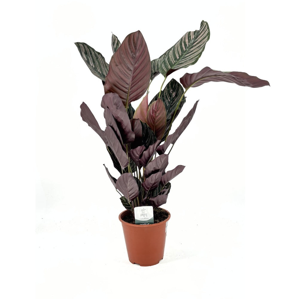 Imádságnövény (Calathea Ornata) – trópusi szobanövény rózsaszín csíkos levelekkel, 70 cm