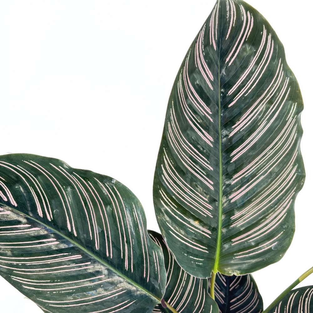 Imádságnövény (Calathea Ornata) – trópusi szobanövény rózsaszín csíkos levelekkel, 70 cm