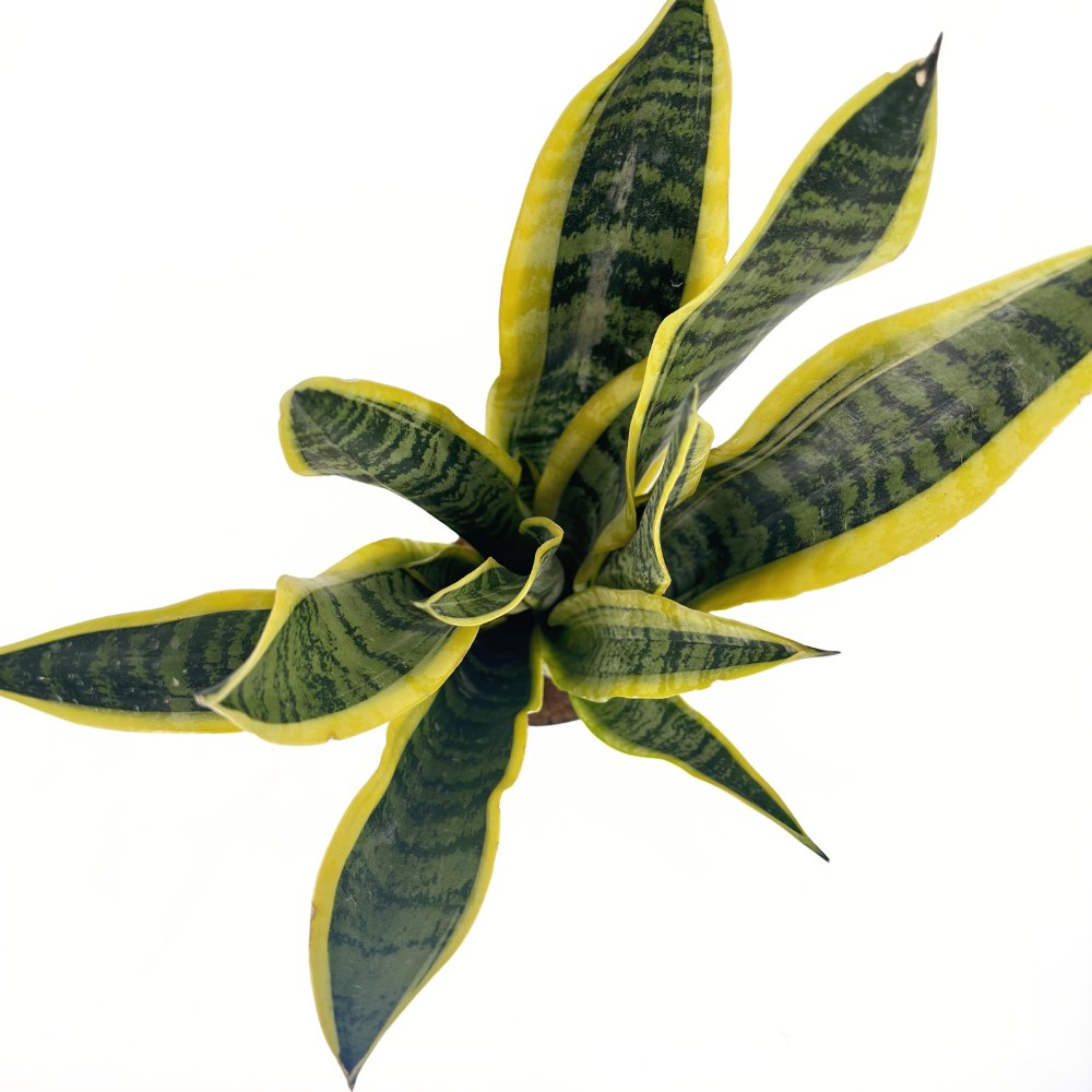 Anyósnyelv 'Laurentii' – légtisztító szobanövény zöld-sárga levelekkel, 50 cm