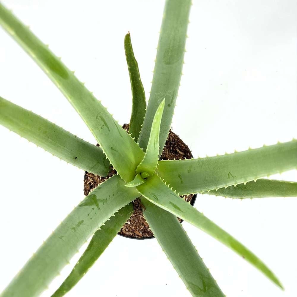 Aloe Vera Planta in Ghiveci, 15-25 cm, Gel Natural pentru Piele, Ingrijire si Vindecare