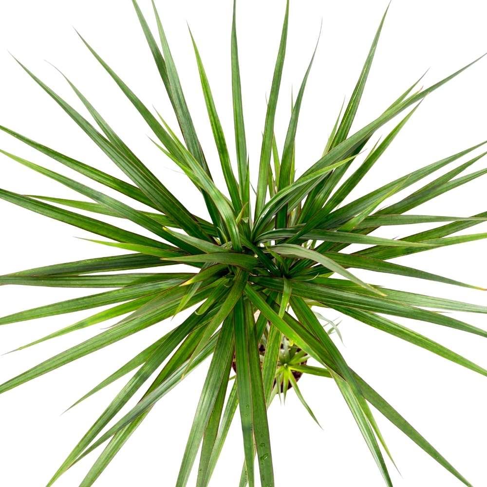 Trunchiul Fericirii (Dracena) Marginata, 110-120 cm, 3 Tulpini, planta decorativa cu frunze subtiri si tulpina inalta